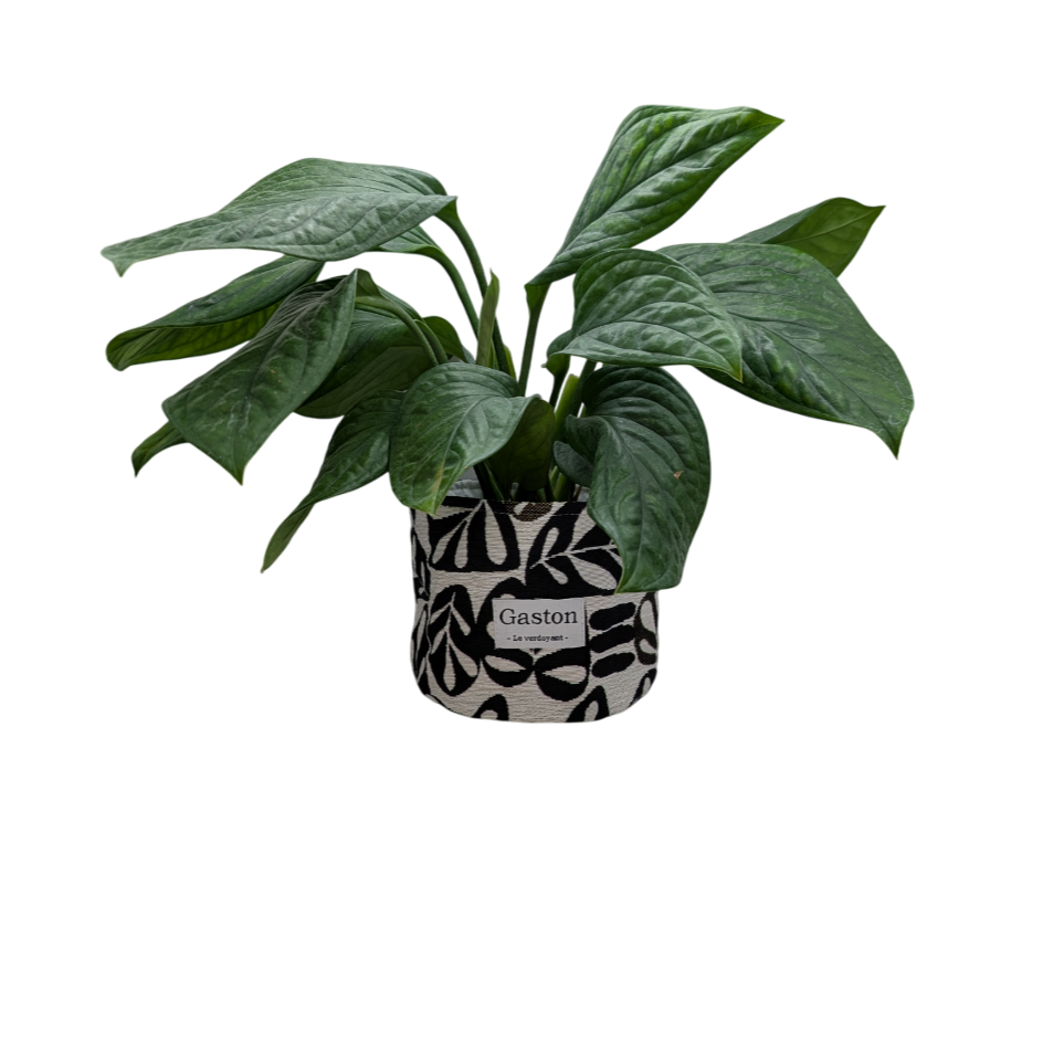 Cache pot noir et blanc