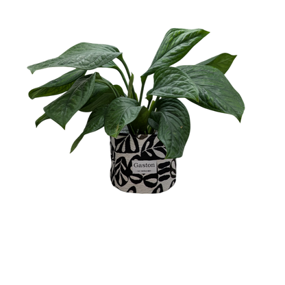 Cache pot noir et blanc