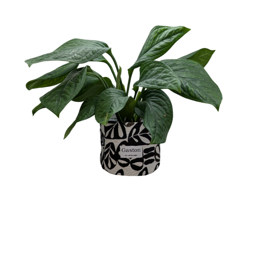 Cache pot noir et blanc